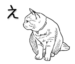 Morphing cat sticker #13866601