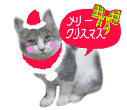 Cute cat photos Tenko sticker #13869782