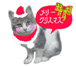 Cute cat photos Tenko sticker #13869782
