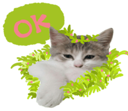 Cute cat photos Tenko sticker #13869783