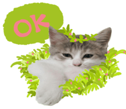 Cute cat photos Tenko sticker #13869783
