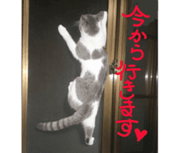 Cute cat photos Tenko sticker #13869784
