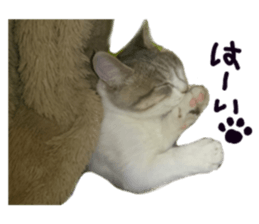 Cute cat photos Tenko sticker #13869785