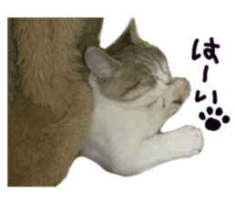 Cute cat photos Tenko sticker #13869785