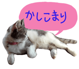 Cute cat photos Tenko sticker #13869786