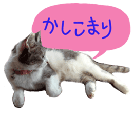 Cute cat photos Tenko sticker #13869786