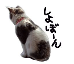 Cute cat photos Tenko sticker #13869787