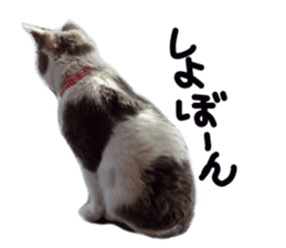 Cute cat photos Tenko sticker #13869787