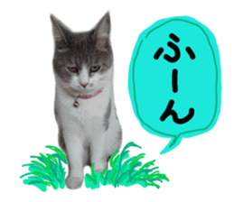 Cute cat photos Tenko sticker #13869788