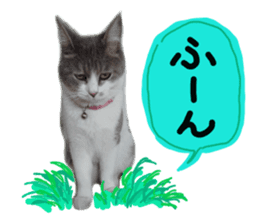 Cute cat photos Tenko sticker #13869788