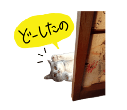 Cute cat photos Tenko sticker #13869789