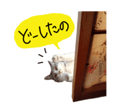 Cute cat photos Tenko sticker #13869789