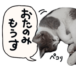 Cute cat photos Tenko sticker #13869790