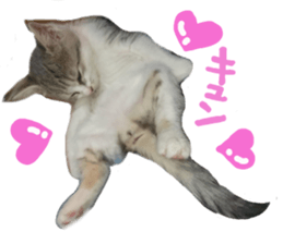 Cute cat photos Tenko sticker #13869791