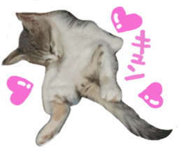 Cute cat photos Tenko sticker #13869791