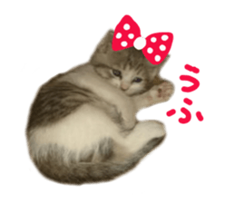 Cute cat photos Tenko sticker #13869792
