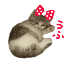 Cute cat photos Tenko sticker #13869792