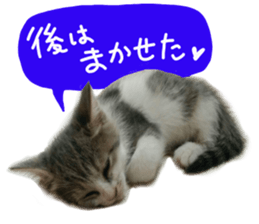 Cute cat photos Tenko sticker #13869793