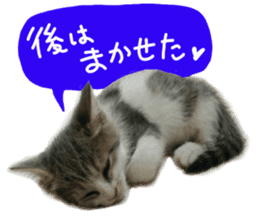 Cute cat photos Tenko sticker #13869793