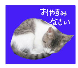 Cute cat photos Tenko sticker #13869794