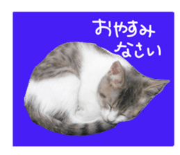 Cute cat photos Tenko sticker #13869794