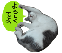Cute cat photos Tenko sticker #13869795