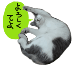 Cute cat photos Tenko sticker #13869795