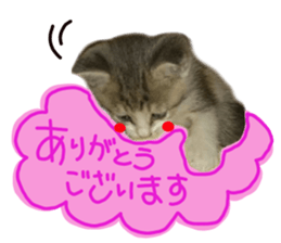 Cute cat photos Tenko sticker #13869796