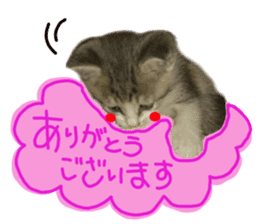 Cute cat photos Tenko sticker #13869796