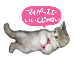 Cute cat photos Tenko sticker #13869797