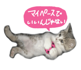 Cute cat photos Tenko sticker #13869797