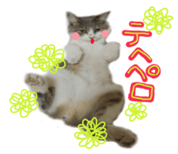 Cute cat photos Tenko sticker #13869798