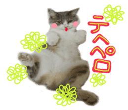 Cute cat photos Tenko sticker #13869798