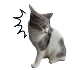 Cute cat photos Tenko sticker #13869799