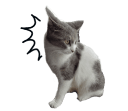 Cute cat photos Tenko sticker #13869799