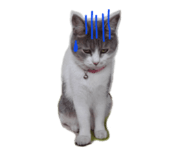 Cute cat photos Tenko sticker #13869800