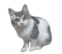 Cute cat photos Tenko sticker #13869801