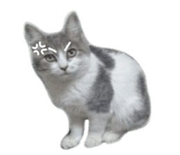 Cute cat photos Tenko sticker #13869801