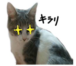 Cute cat photos Tenko sticker #13869802