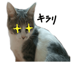 Cute cat photos Tenko sticker #13869802