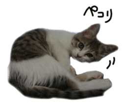 Cute cat photos Tenko sticker #13869803