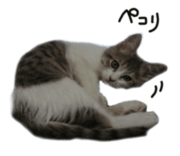 Cute cat photos Tenko sticker #13869803