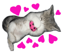 Cute cat photos Tenko sticker #13869804