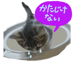 Cute cat photos Tenko sticker #13869805