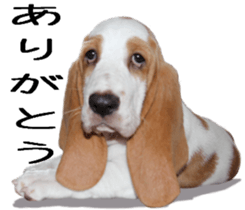 Basset hound 11(dog) sticker #13869918