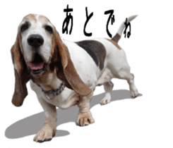 Basset hound 11(dog) sticker #13869919