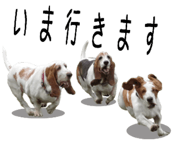 Basset hound 11(dog) sticker #13869922