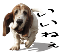 Basset hound 11(dog) sticker #13869923