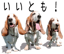 Basset hound 11(dog) sticker #13869924