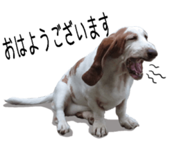 Basset hound 11(dog) sticker #13869925